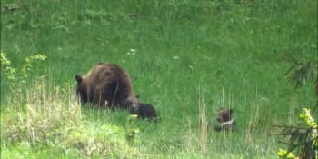 Strach na Valašsku: Běhá tady medvědice s mláďaty, viděli jsme je, dušují se místní