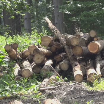 Lesníci si zoufají kvůli zlodějům dřeva