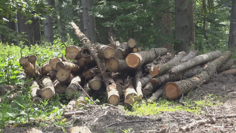 Lesníci si zoufají kvůli zlodějům dřeva.