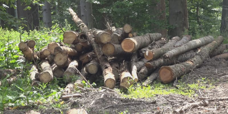 Lesníci si zoufají kvůli zlodějům dřeva.