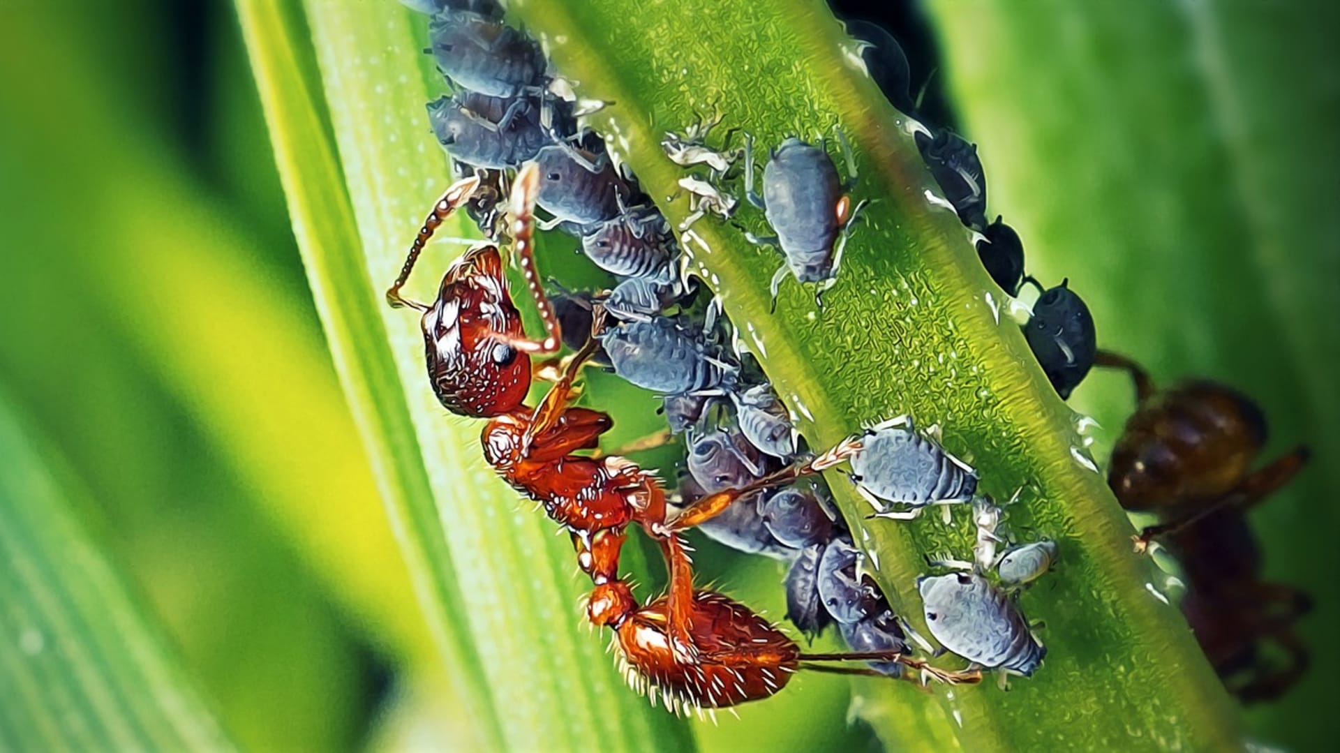 Na zahradě mravenci škodí zejména díky tomu, že mají podivnou chovatelskou zálibu - chovají mšice, protože rádi mlsají medovici, kterou mšice uvolňují na rostliny, a proto se o ně starají a brání je