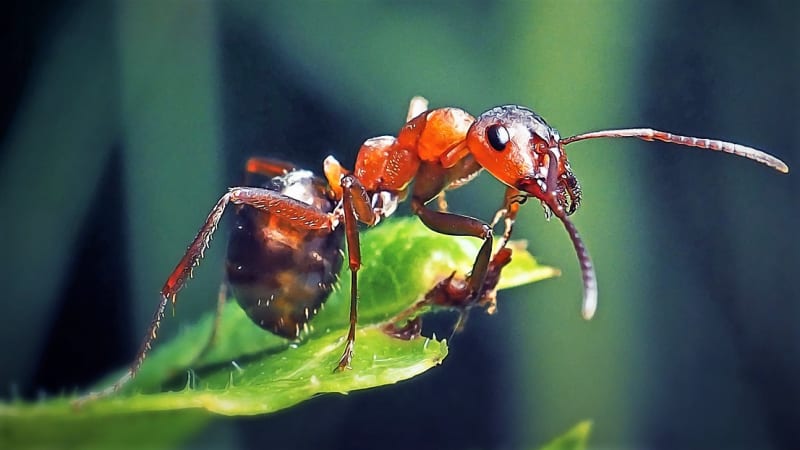 Zbavte se mravenců v zahradě, aby se nepřemnožili. Prostě je přestěhujte
