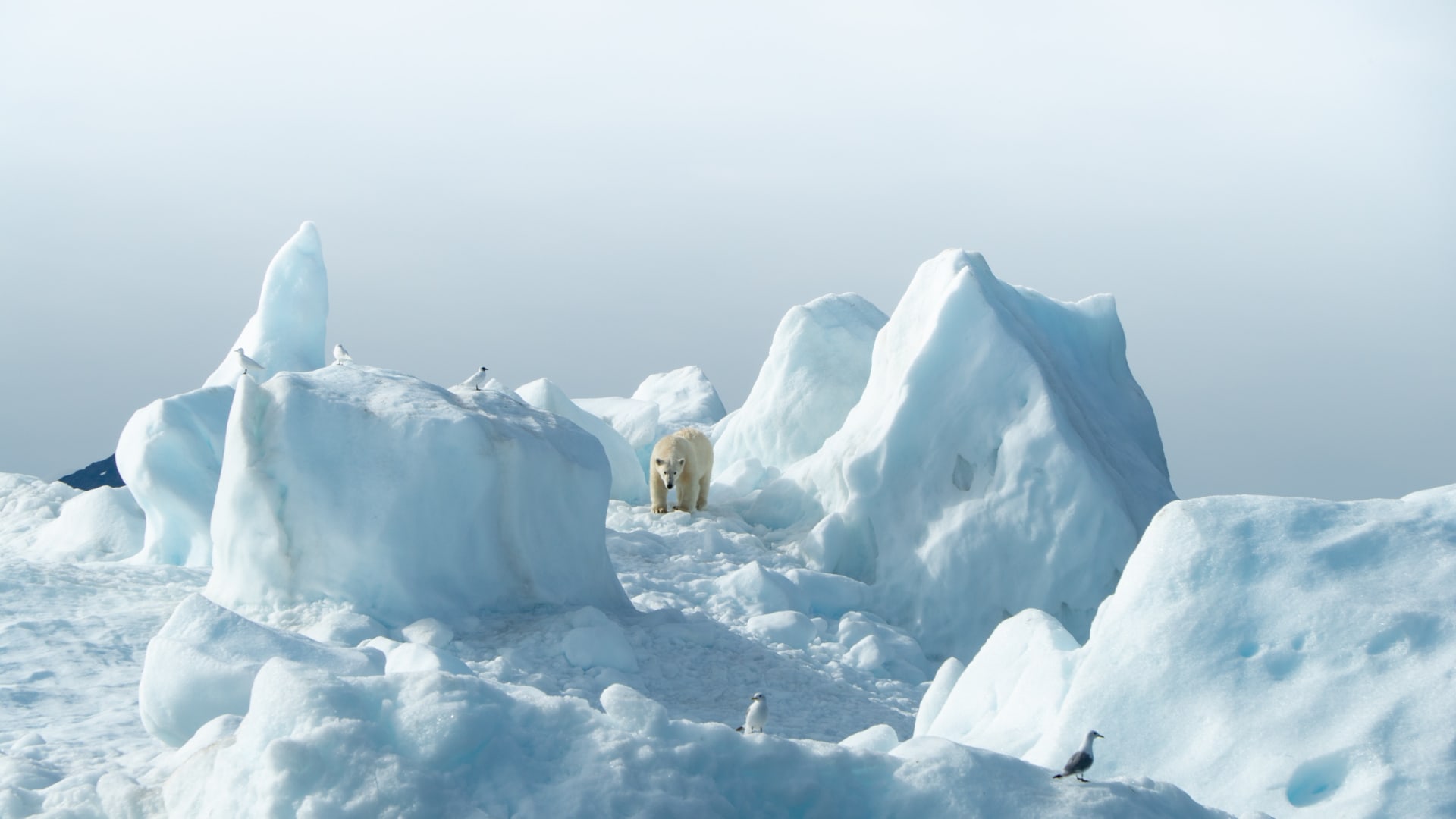 Lokální populaci ledních medvědů na izolovaném místě v jižním Grónsku se díky tajícím sladkovodním ledovcům daří navzdory nedostatku mořského ledu. 