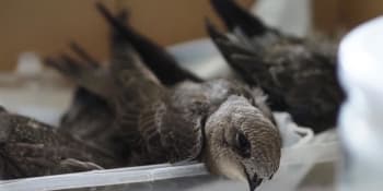 Uvařeni zaživa: Španělská i česká ptáčata vyskakují kvůli extrémnímu horku z hnízd