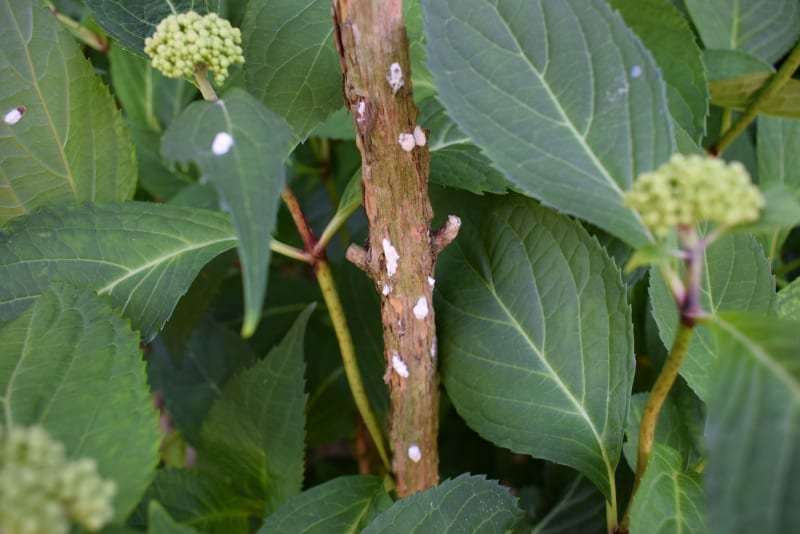 Puklice hortenziová (Pulvinaria hydrangeae), Nymbursko, 19.6.2022