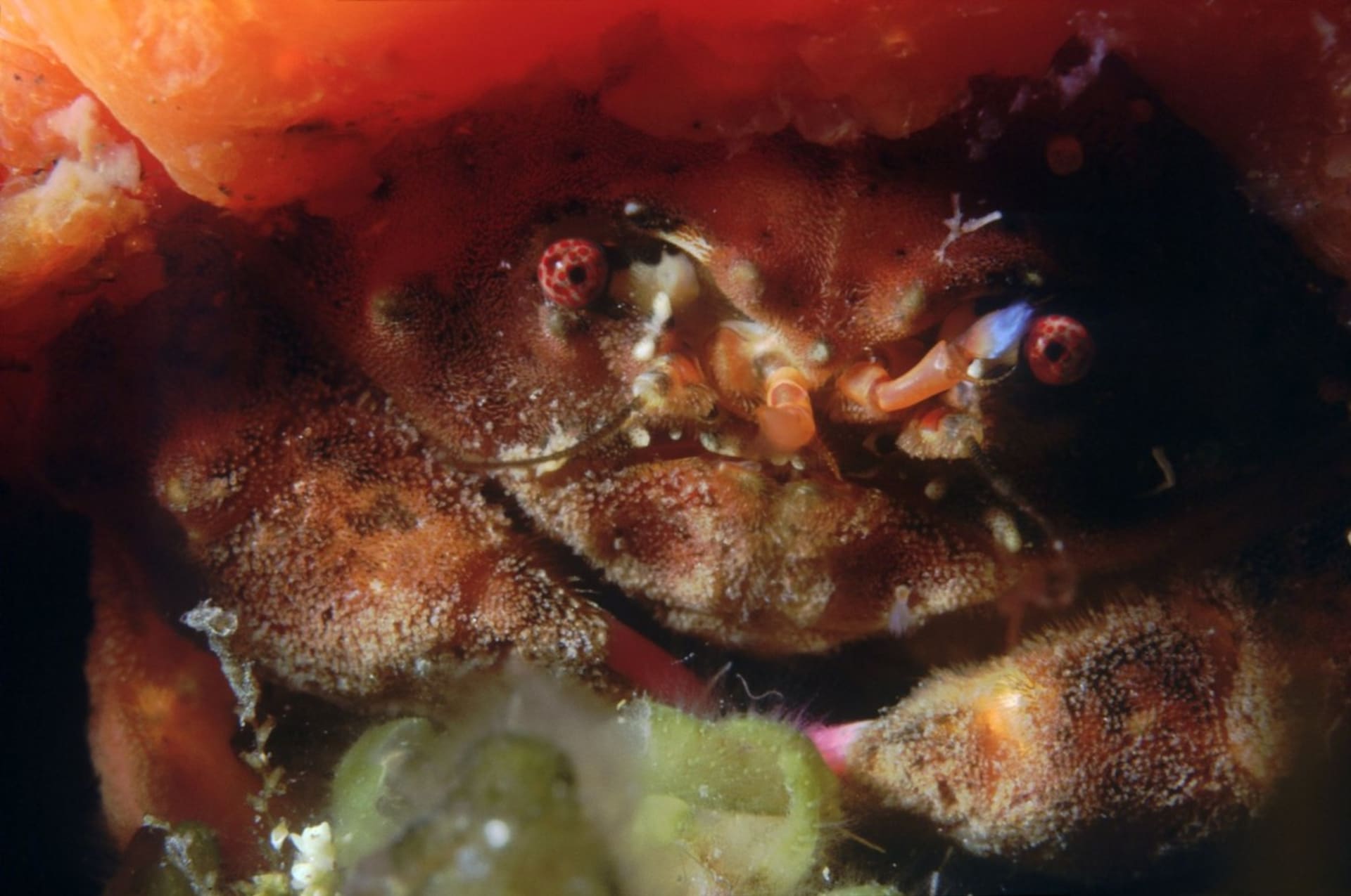 Vědci objevili nový druh chlupatého kraba, který nosí houby jako klobouk. 