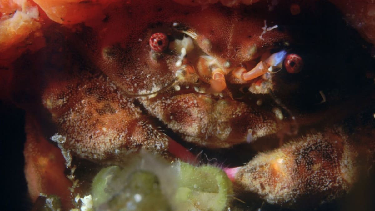 Vědci objevili nový druh chlupatého kraba, který nosí houby jako klobouk. 