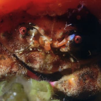 Vědci objevili nový druh chlupatého kraba, který nosí houby jako klobouk
