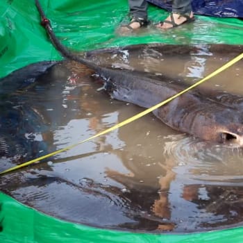 V Kambodži odchytli největší sladkovodní rybu na světě, 300kilovou trnuchu říční
