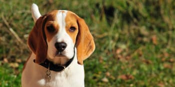 Při protestech proti pokusům na zvířatech „zabavili“ aktivisté pět psů 