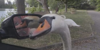 Děčínské řidiče terorizuje labutí samec, útočí na auta a ničí jim lak. Město je bezbranné