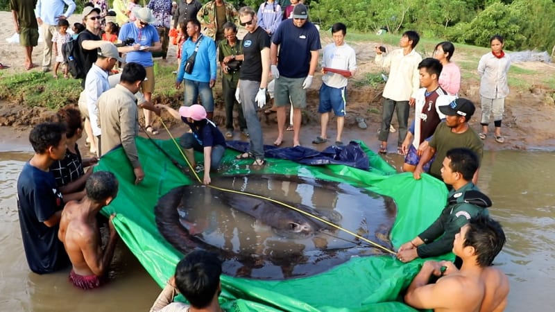 V Kambodži odchytli největší sladkovodní rybu na světě, 300kilovou trnuchu říční.