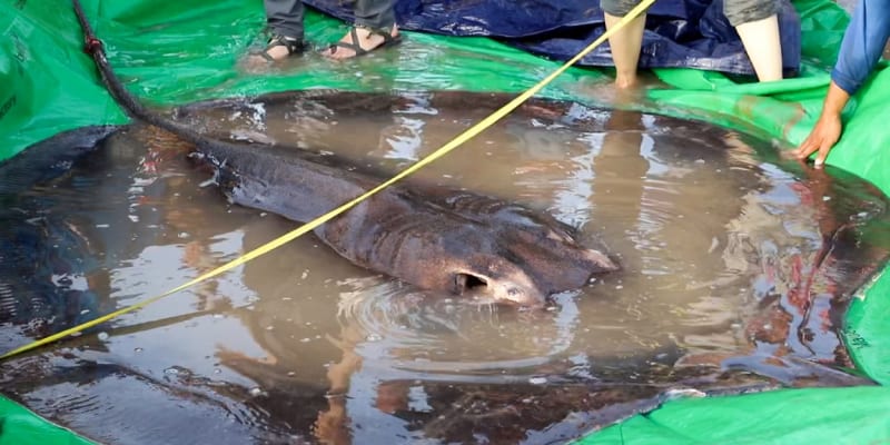 V Kambodži odchytli největší sladkovodní rybu na světě, 300kilovou trnuchu říční.