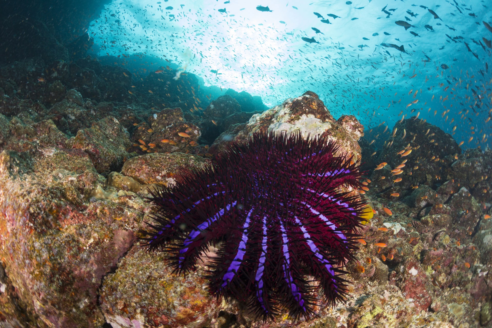 Invazivní hvězdice ničí korály ve velkém
