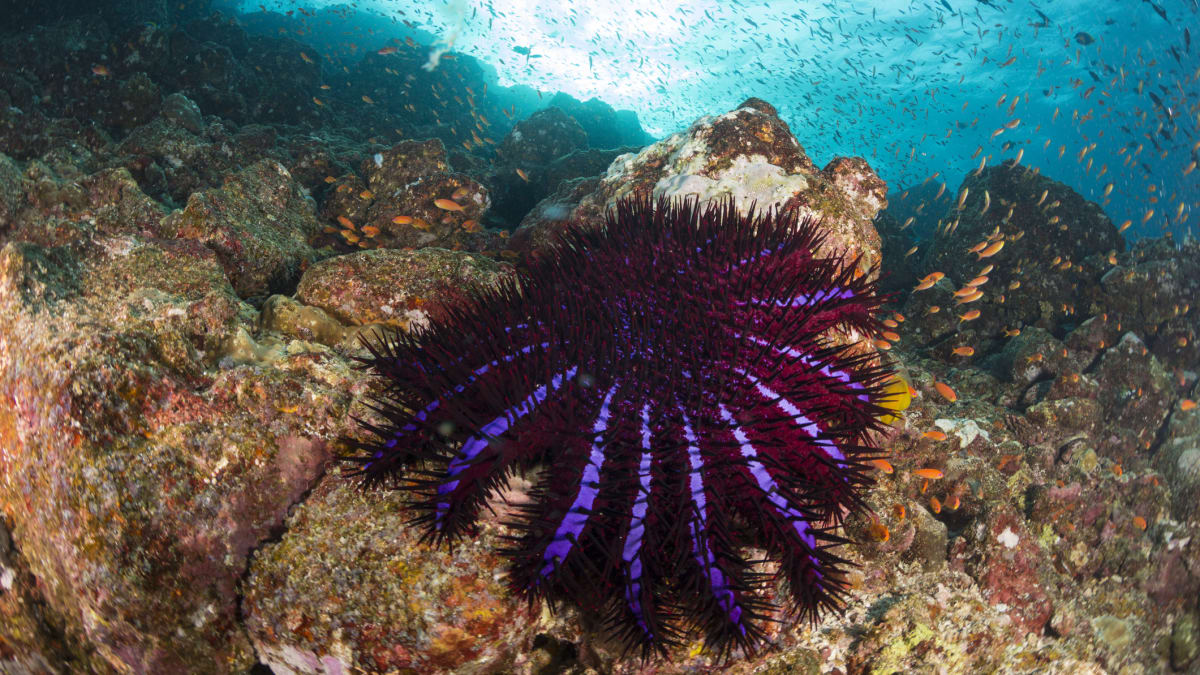 Invazivní hvězdice ničí korály ve velkém