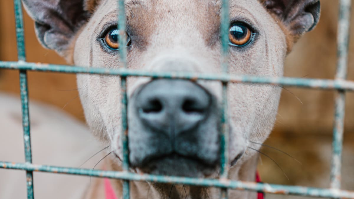 V Číně začal festival psího masa
