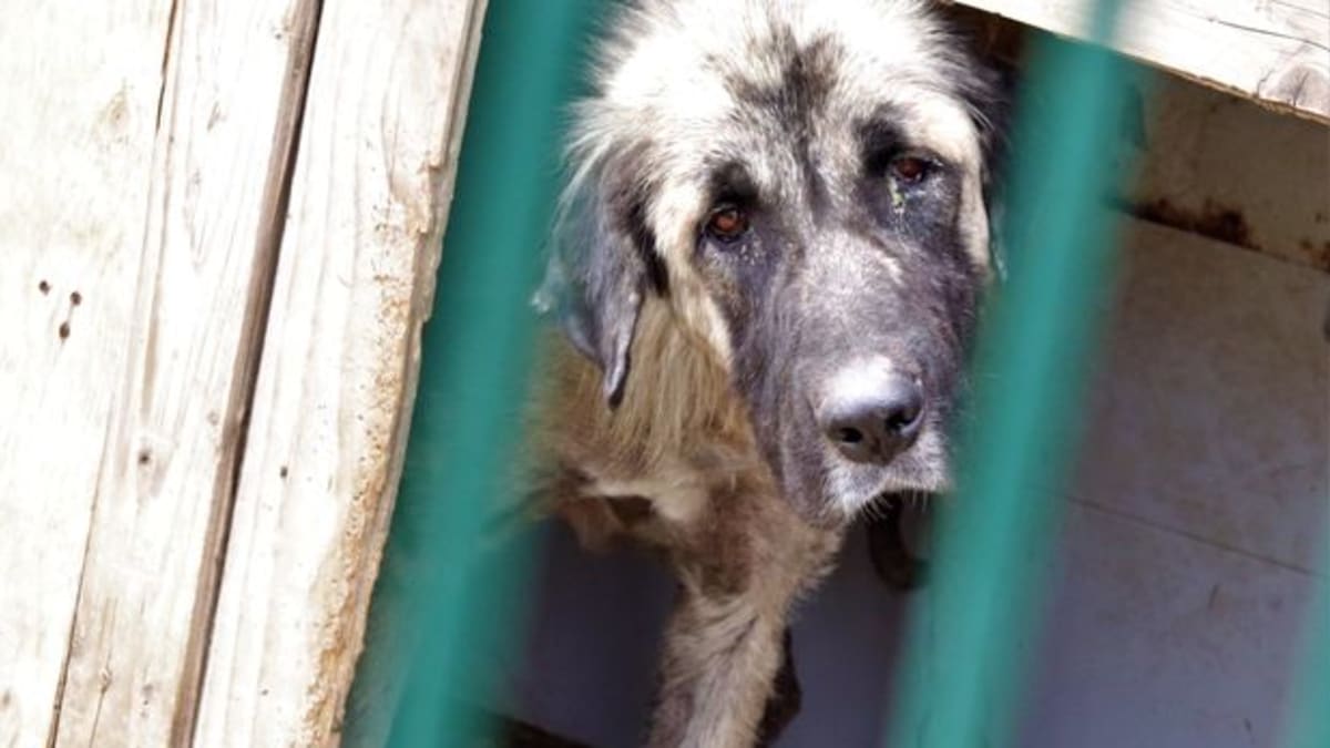 Pes ze Severní Makedonie, který přežil jen díky tamnímu útulku.