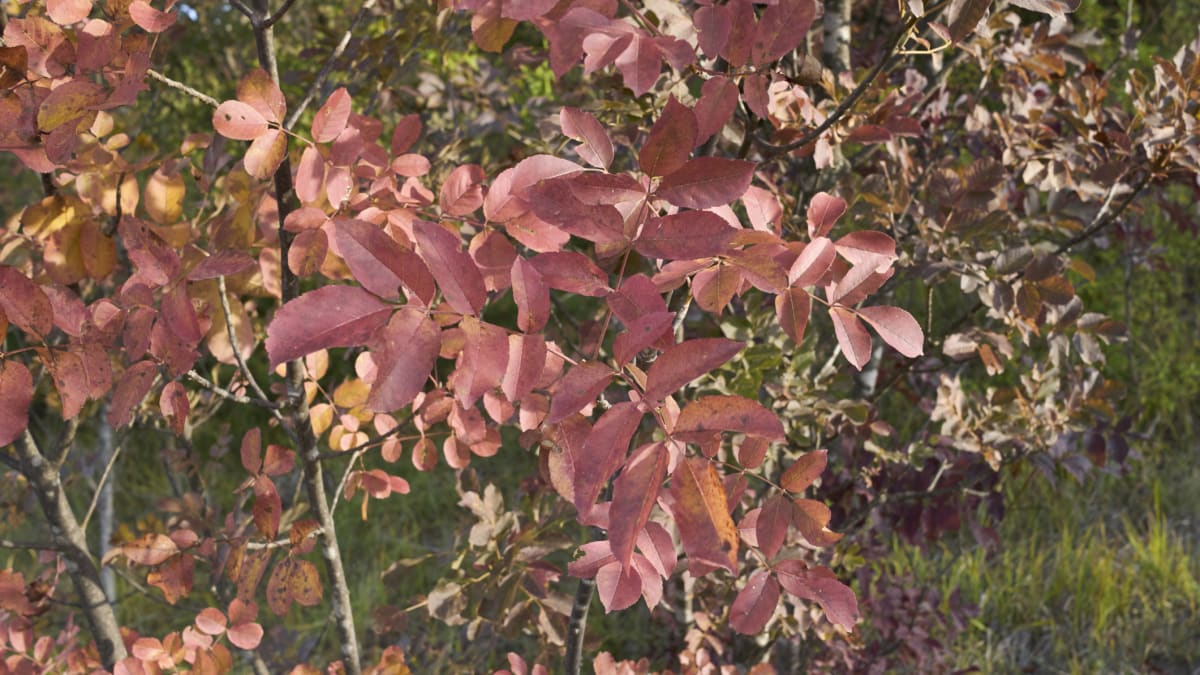 Podzimní zbarvení listů