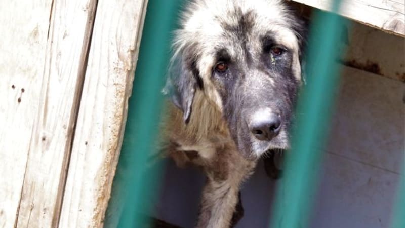 Dovolená zvířecí záchranářky na Balkáně: Všechny peníze jsem utratila za granule