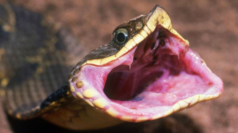 Postrach hadů je proti jedu imunní a útočí i na spící lidi. Podívejte se, jak loví