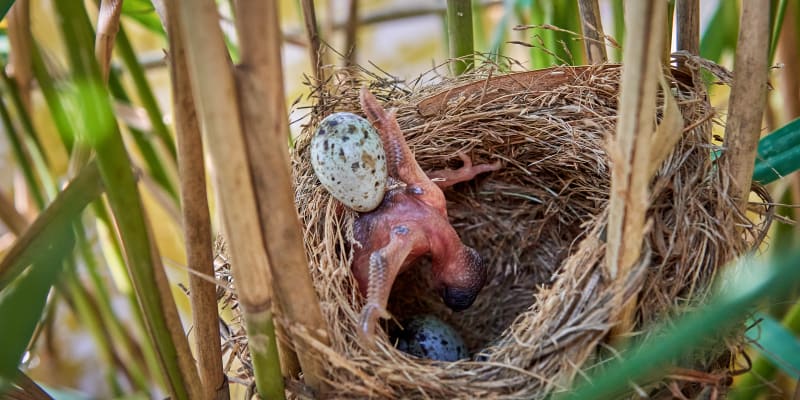 Mládě kukačky vytlačuje z hnízda ostatní vajíčka
