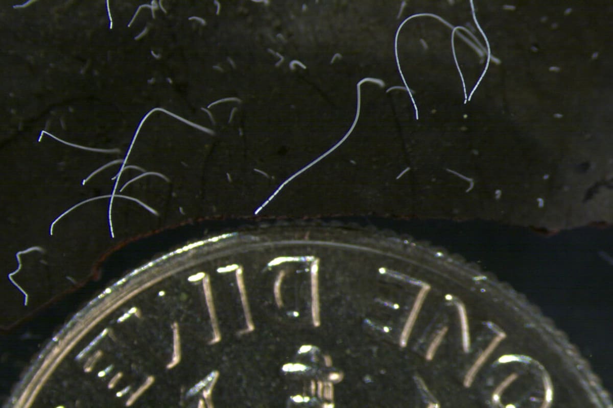 Thiomargarita magnifica v porovnání s mincí