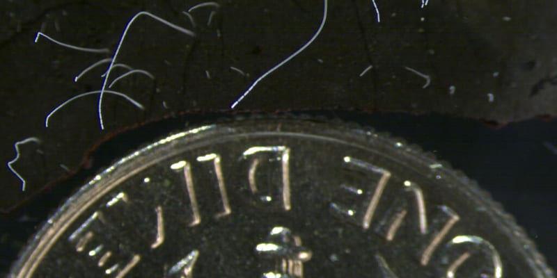 Thiomargarita magnifica v porovnání s mincí