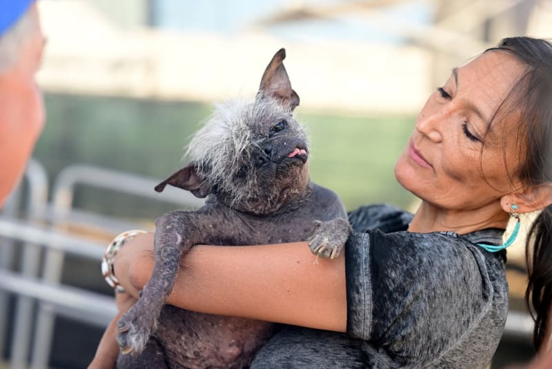 Titul nejošklivějšího psa na světě letos dostal olysalý nalezenec z Arizony.