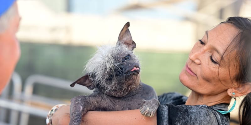Titul nejošklivějšího psa na světě letos dostal olysalý nalezenec z Arizony.