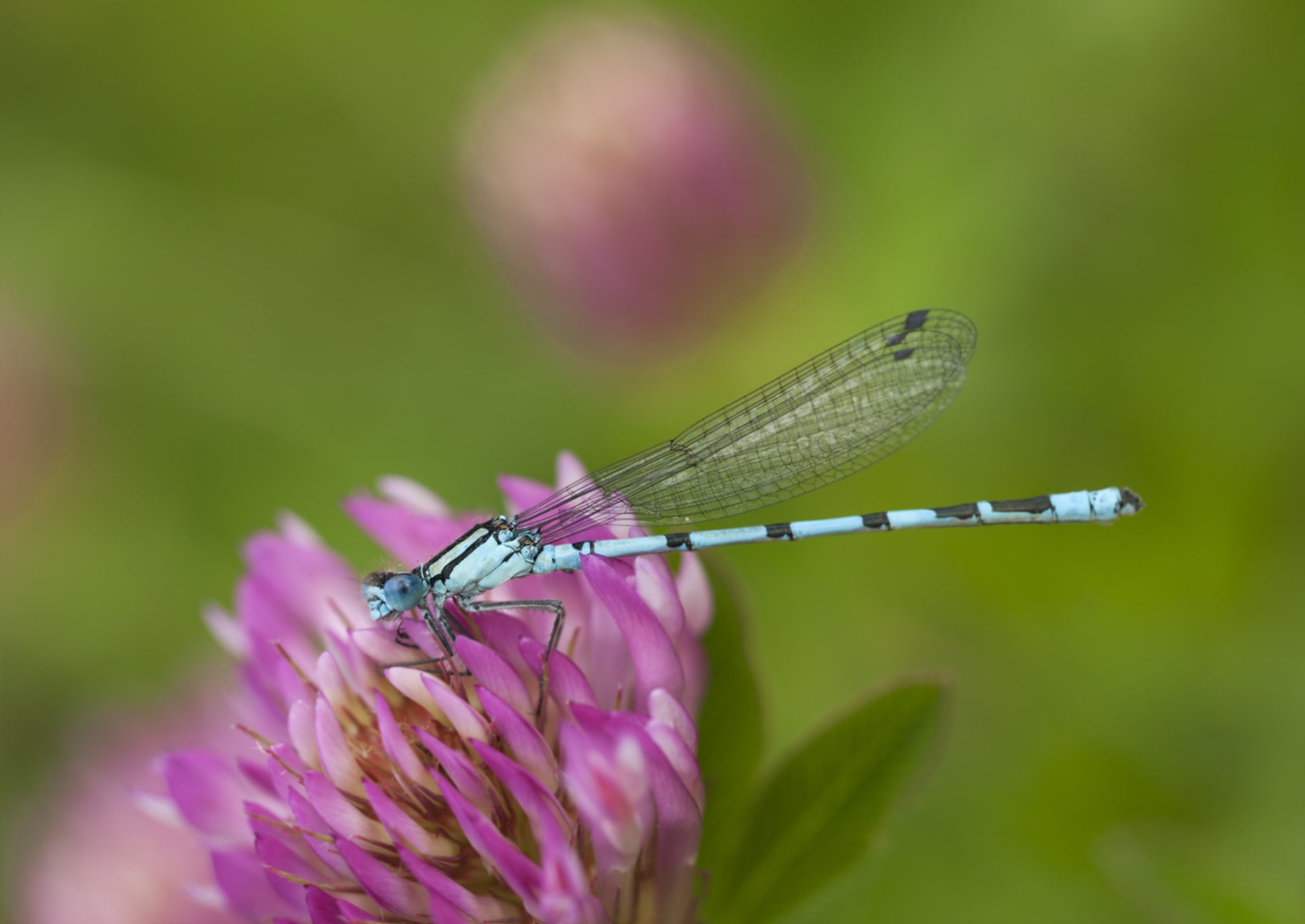 Druh motýlice vyskytující se ve většině Evropy. Je pozoruhodný svým výrazným černým a modrým zbarvením. Během léta se běžně vyskytují kolem rybníků a jezer. 