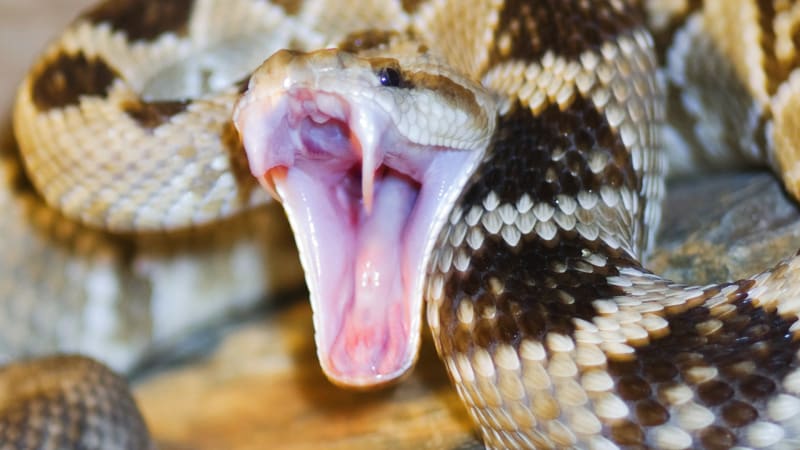 Nejrychlejší had světa je zabijácký sprinter. Podívejte se, jak loví