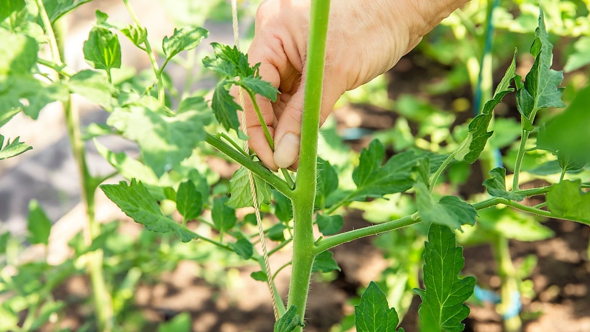 V průběhu vegetace u tyčkových rajčat odstraňujte boční výhony - zálistky. Vylamujte je rukou v co nejranějším stadiu, kdy jsou křehké a mají velikost 5-10 cm