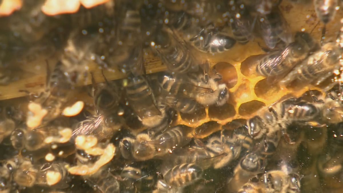 Z poškozeného balíku na poště vyletěly včely