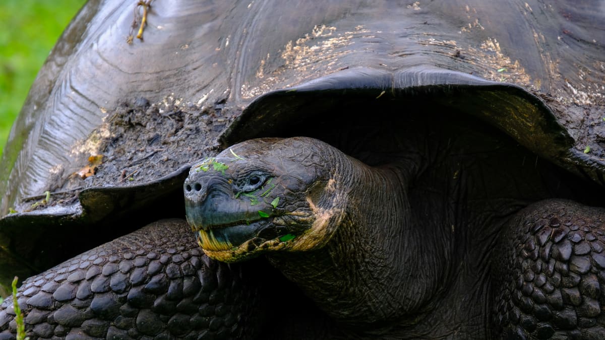Želvy umí zpomalit stárnutí