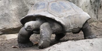 Nesmrtelné želvy: Vědci zjistili, že želvy umí zpomalit stárnutí