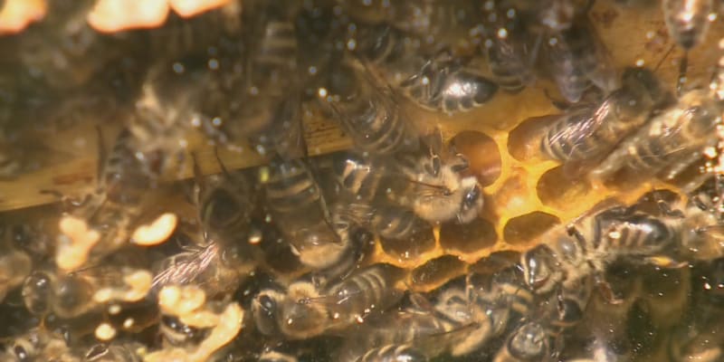 Z poškozeného balíku na poště vyletěly včely