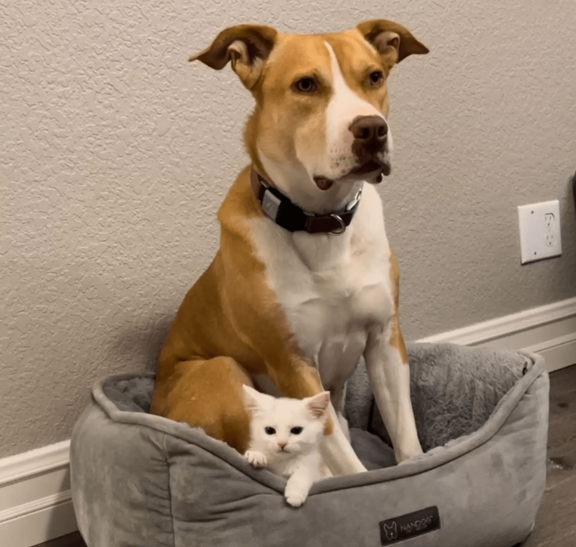 Ginger jako náhradní maminka koťat