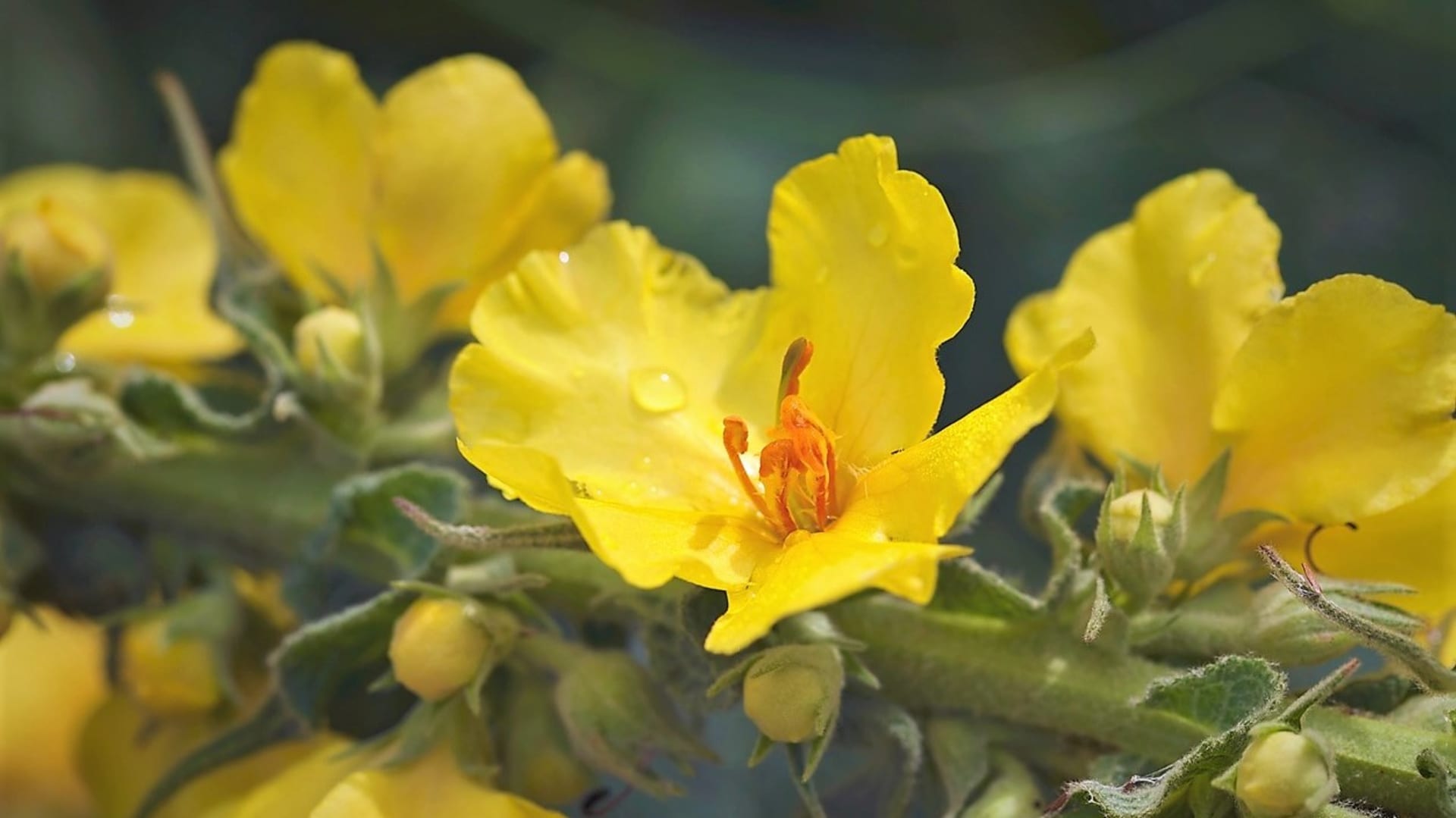 Divizna velkokvětá: Květy divizny velkokvěté je nutné otrhávat jednotlivě, postupně jak nakvétají a jen za slunného počasí. Sušení musí být rychlé a jako u jedné z mála léčivek se doporučuje sušení na přímém slunci.