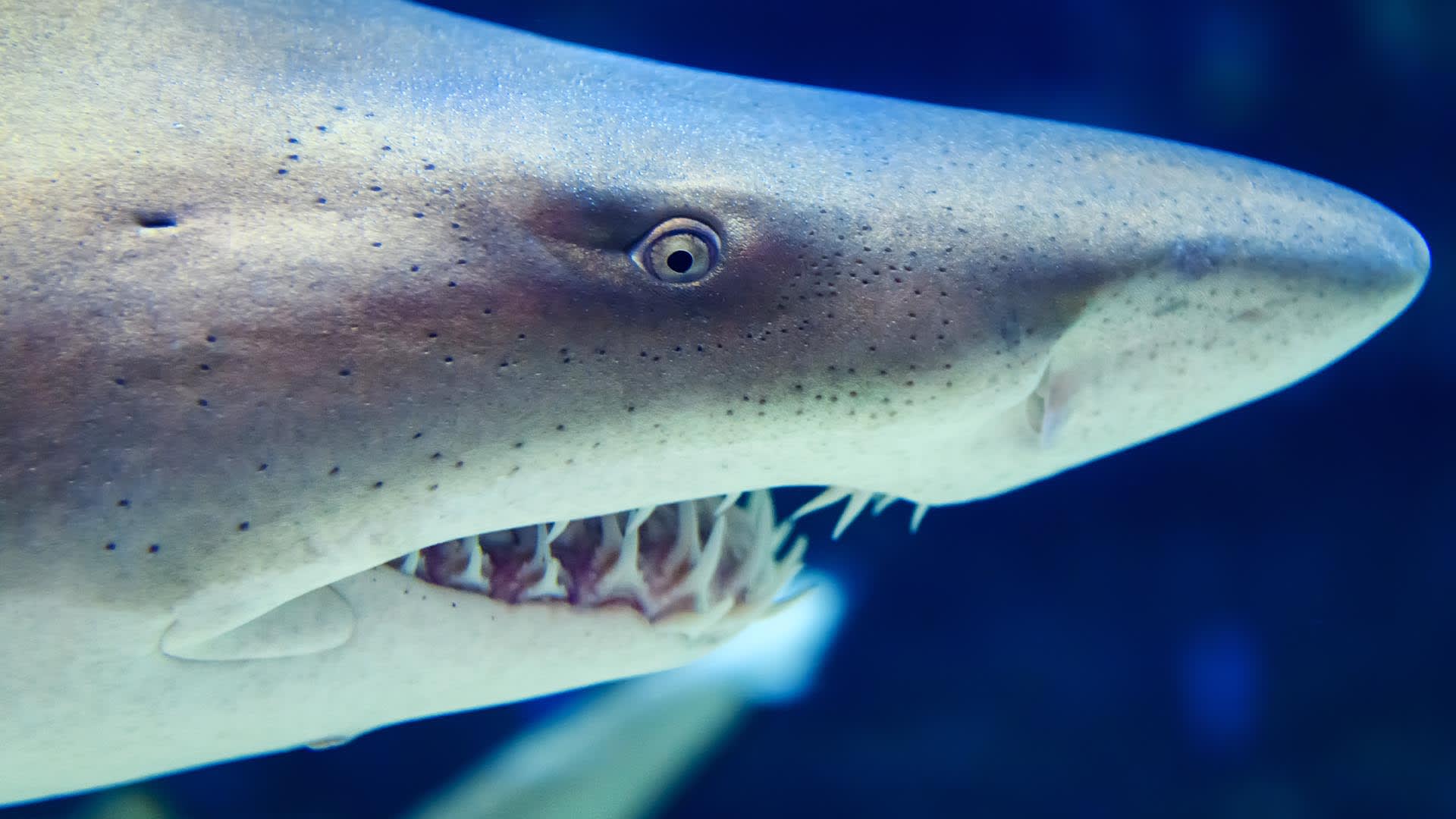 Žralok modrý má unikátní schopnosti.