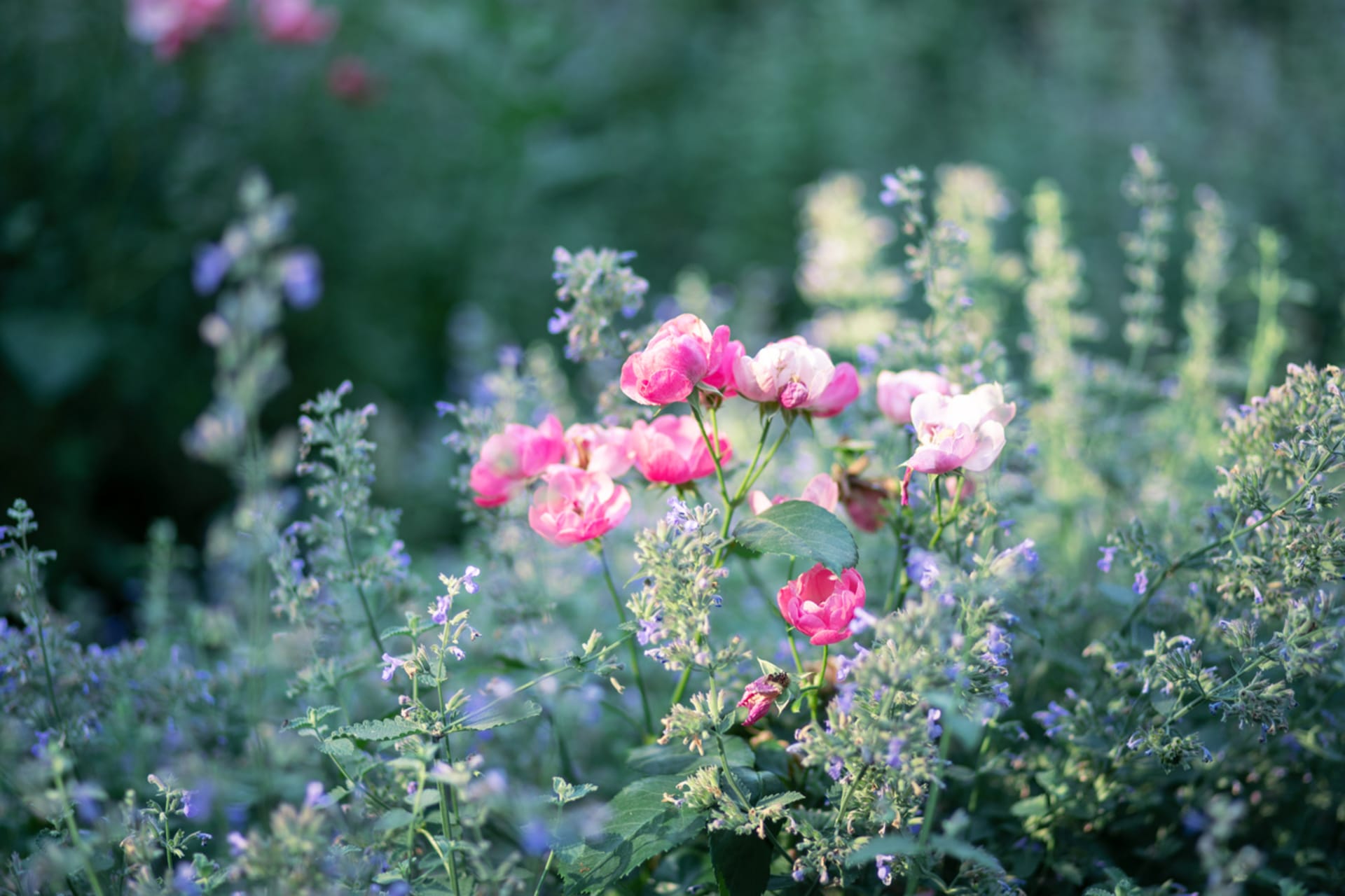 Růže galská, růže keltská, růže nízká (Rosa gallica)