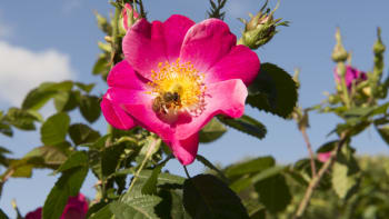 Růže galská bývala běžnou součástí naší přírody. Jedná se o pramáti většiny kulturních růží