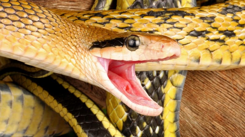 Zakázaný druh hada komplikuje lidem život. Podívejte se, jak útočí
