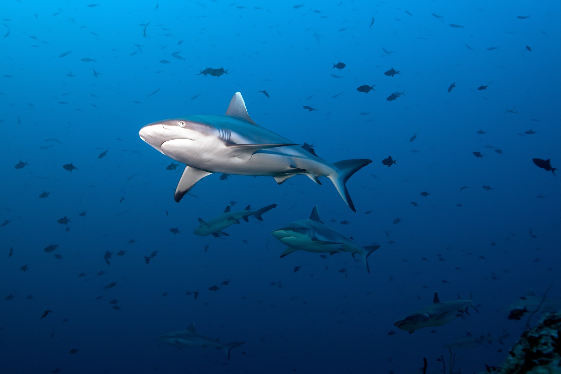 Délka žraloka šedého útesového se pohybuje kolem dvou metrů.