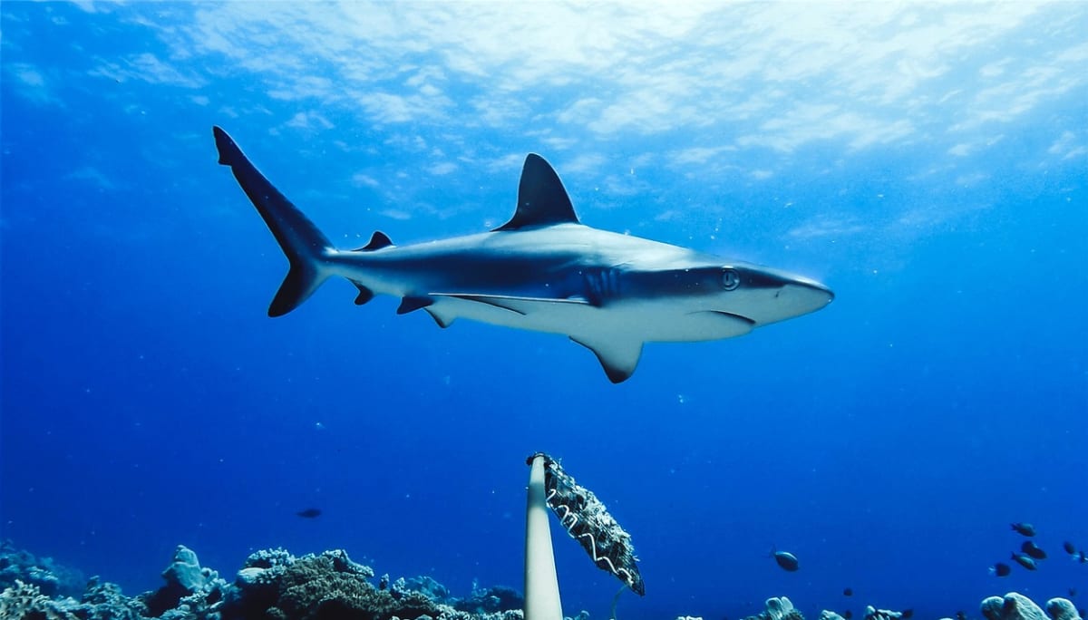 Na rakouskou turistku zaútočil žralok šedý útesový, jehož déllka se pohybuje kolem dvou metrů.