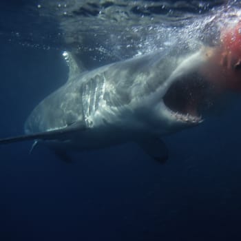 Na Rakouskou turistku zaútočil v Egyptě žralok. Žena na následky ataku zemřela. (Ilustrační fotografie)