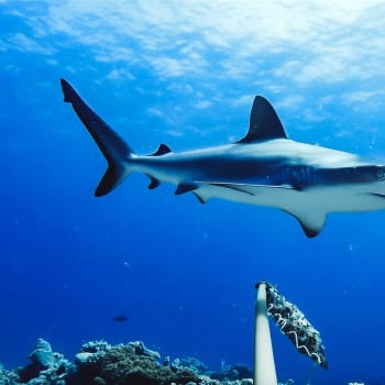 Na rakouskou turistku zaútočil žralok šedý útesový, jehož délka se pohybuje kolem dvou metrů.