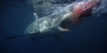 Děsivé záběry z Hurghady. Žralok zabil turistku, desítky lidí hrůzu sledovaly ze břehu