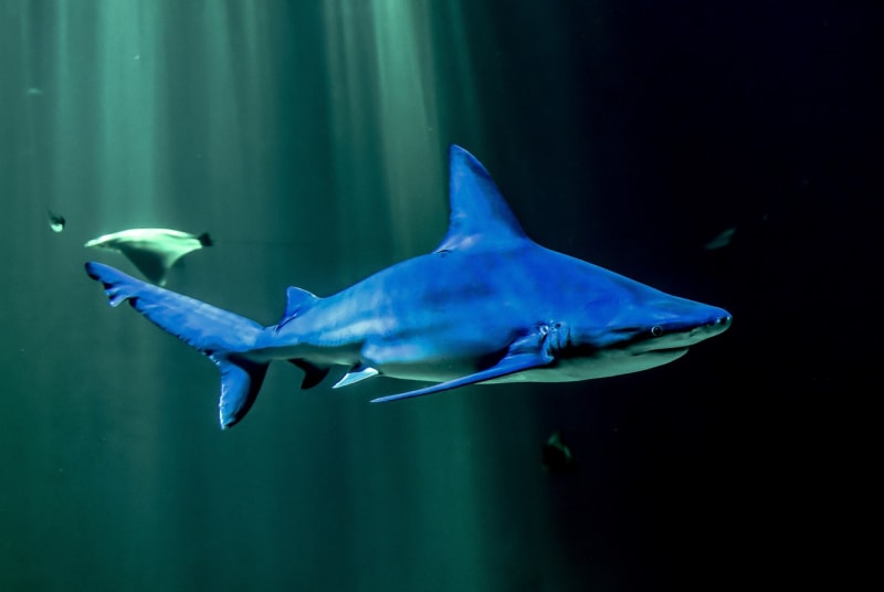 Podle jiných informací má útok na svědomí žralok šedý útesový.