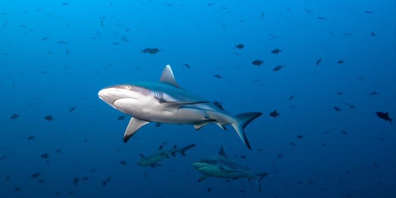 Na rakouskou turistku zaútočil žralok šedý útesový, jehož déllka se pohybuje kolem dvou metrů.