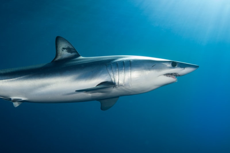 Útoky žraloků jsou čím dál častější. U egyptského pobřeží došlo minulý pátek hned ke dvěma napadením. Obě ženy zemřely. Ilustrační snímek.